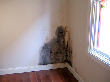 Greensboro home inspector finds mold during an inspection.