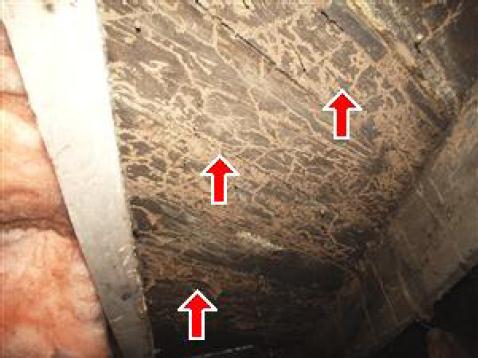 Severe Termite Damage